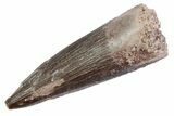 Fossil Plesiosaur (Zarafasaura) Tooth - Morocco #370253-1